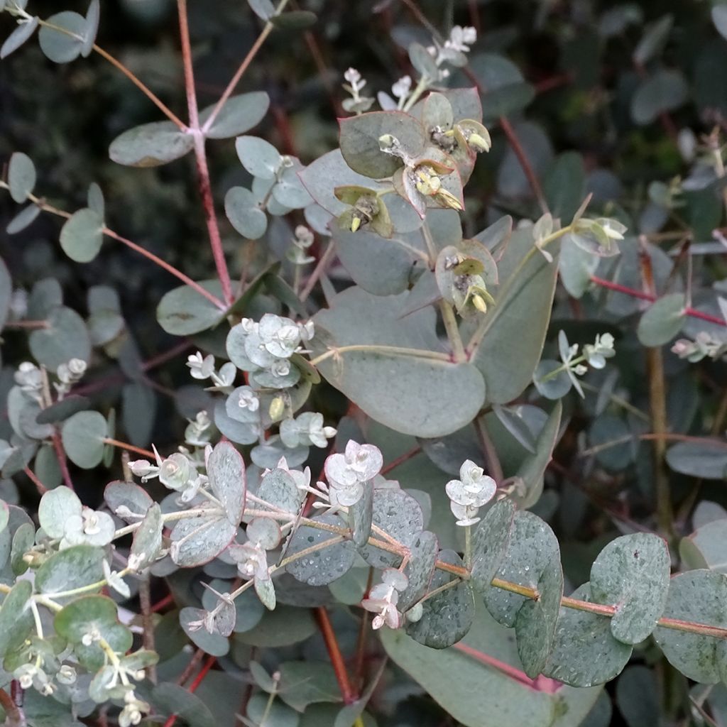 Eucalyptus pulverulenta Baby Blue - Eucalipto