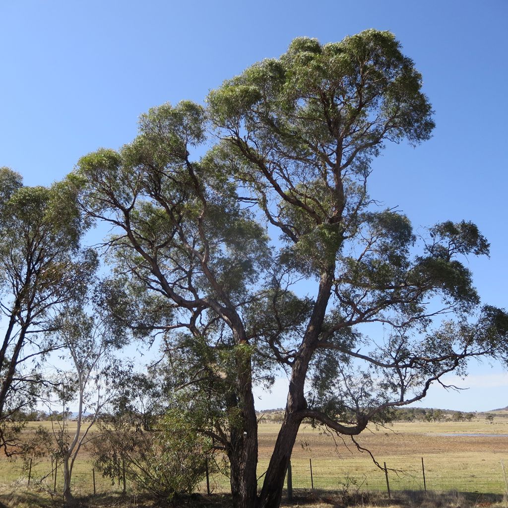 Eucalyptus aggregata - Eucalipto