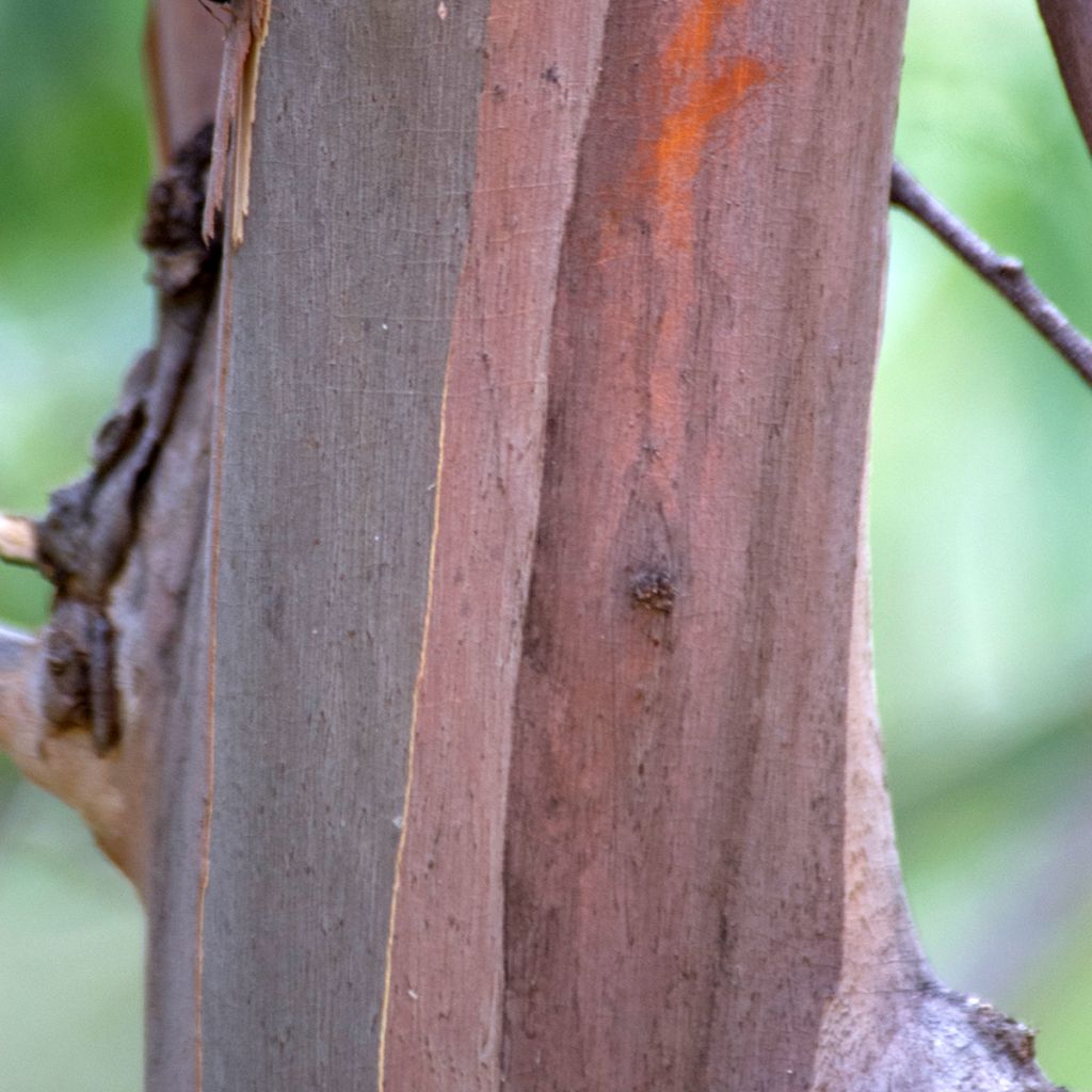 Eucalyptus approximans - Eucalipto