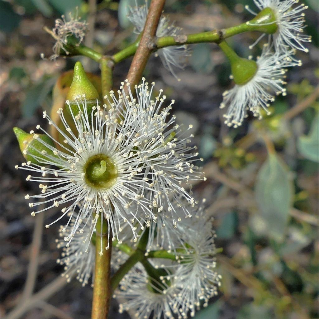 Eucalyptus camphora subsp humeana - Eucalipto