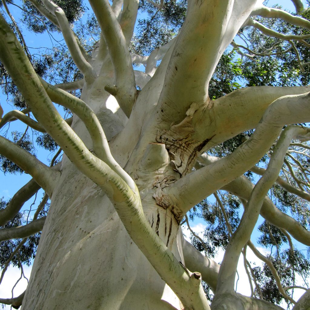 Eucalyptus dalrympleana - Eucalipto