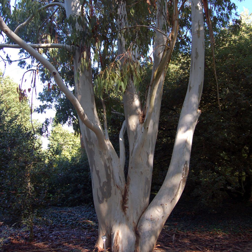 Eucalyptus dalrympleana - Eucalipto