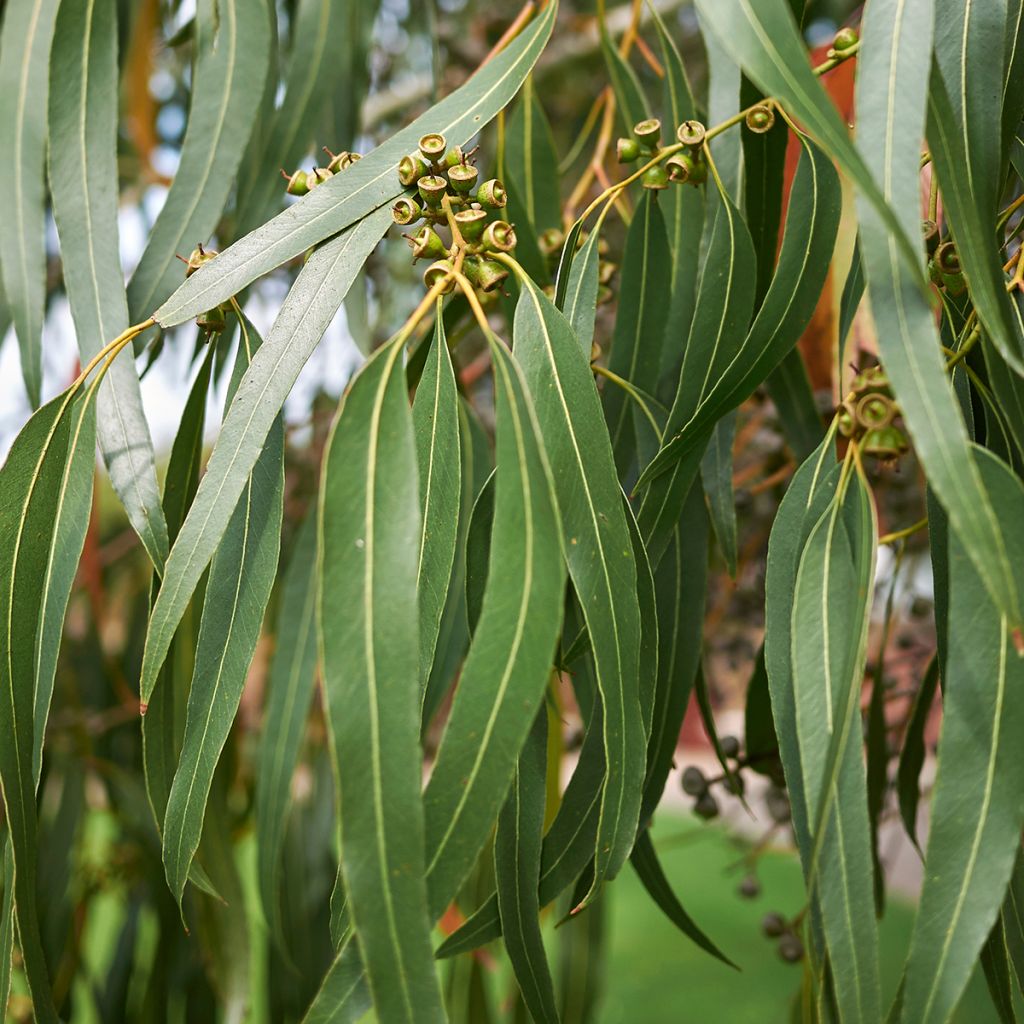 Eucalyptus dalrympleana - Eucalipto