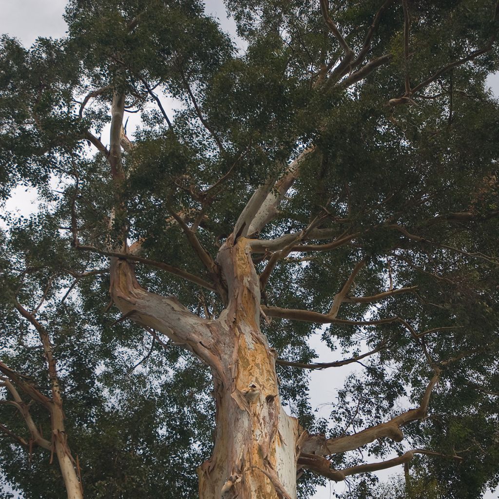Eucalyptus deanei - Eucalipto