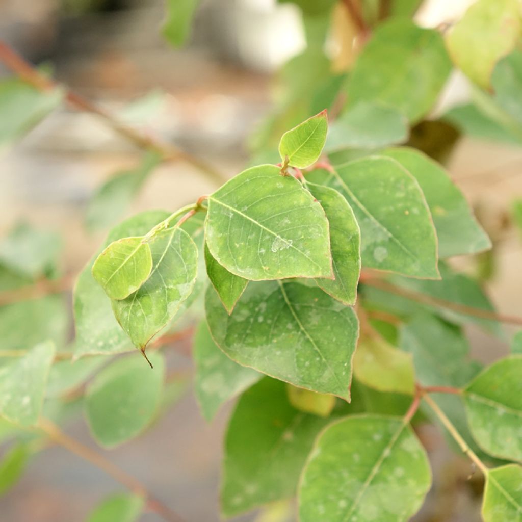 Eucalyptus deanei - Eucalipto