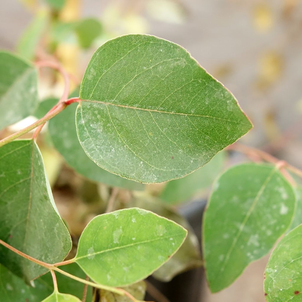 Eucalyptus deanei - Eucalipto