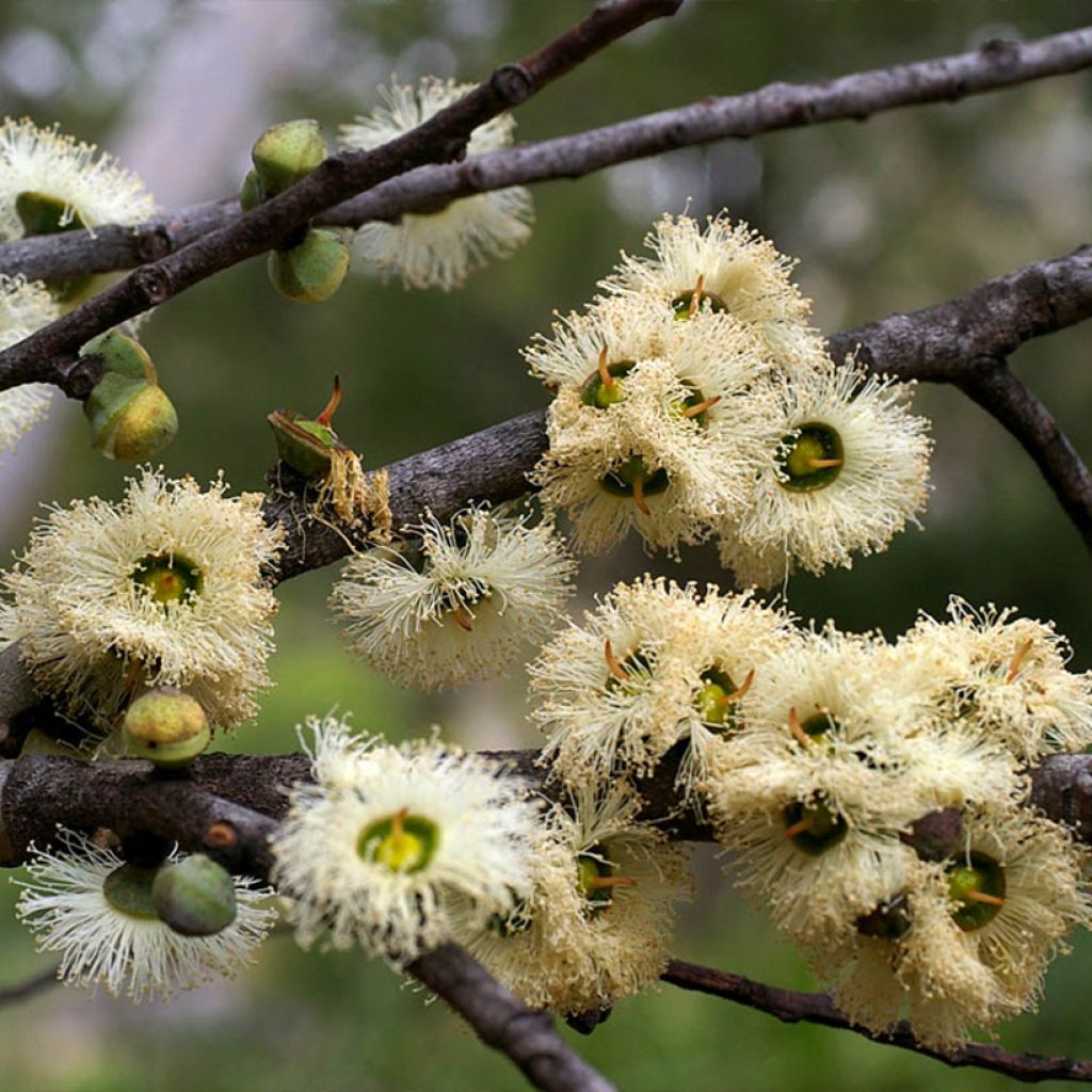 Eucalyptus deuaensis - Eucalipto