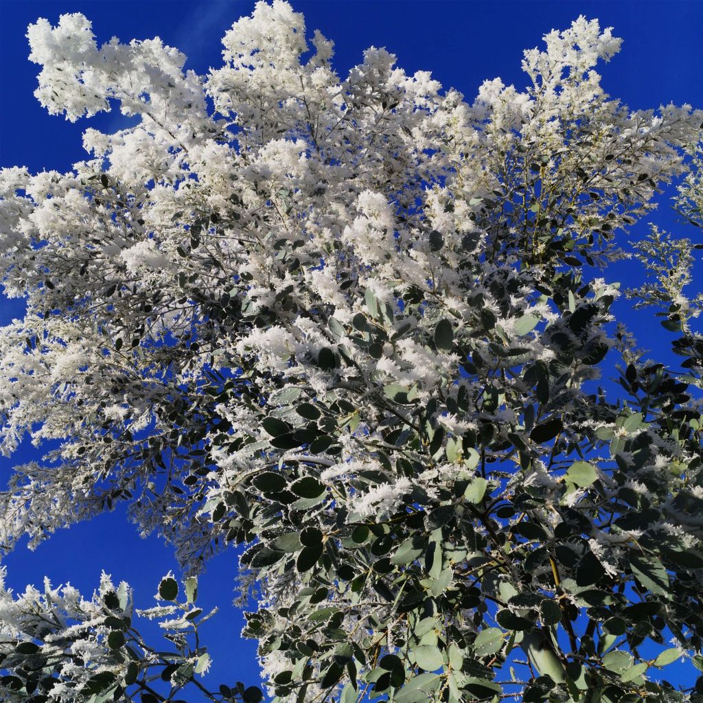 Eucalyptus gunnii Azura Cagire - Eucalipto