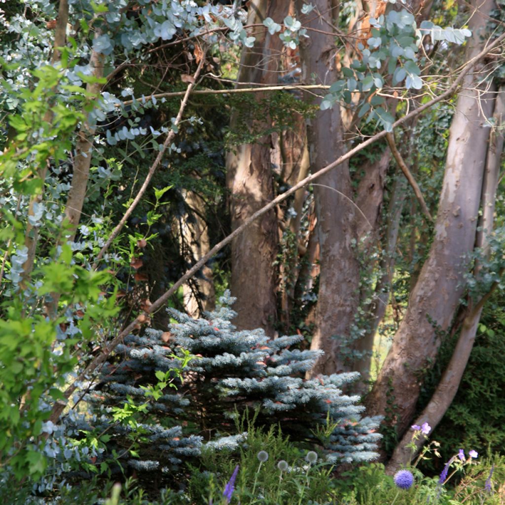 Eucalipto - Eucalyptus gunnii