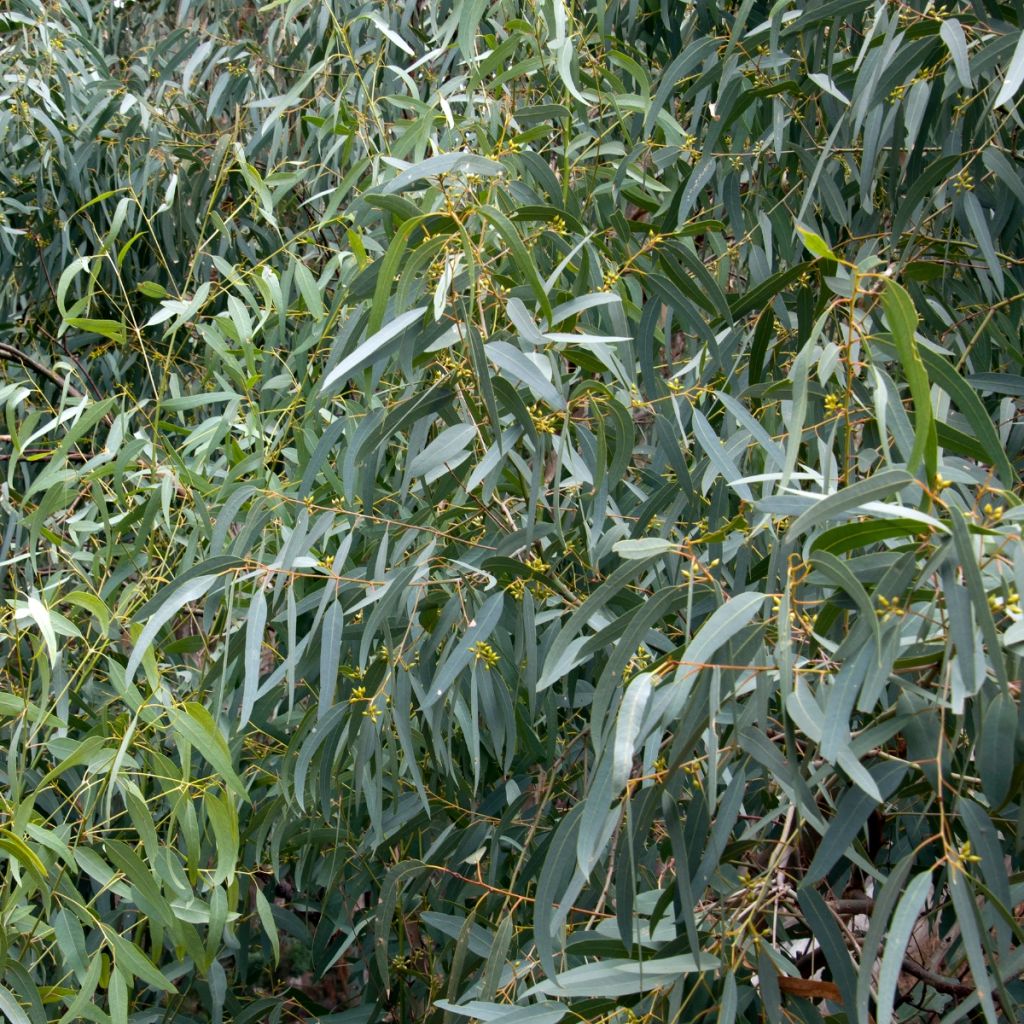 Eucalyptus paliformis - Eucalipto