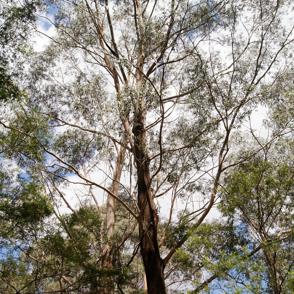 Eucalyptus smithii - Eucalipto Smithii