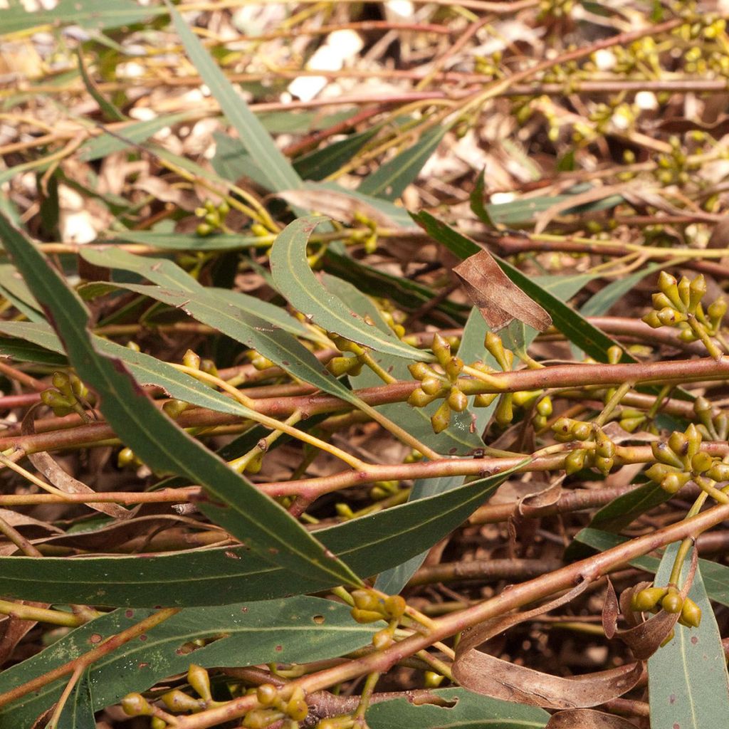 Eucalyptus smithii - Eucalipto Smithii