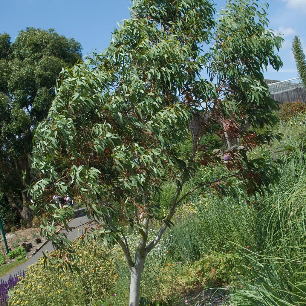 Eucalyptus pauciflora subsp. niphophila (semi) - Eucalipto