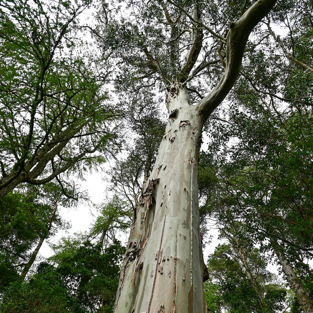 Eucalyptus regnans (semi) - Eucalipto australiano