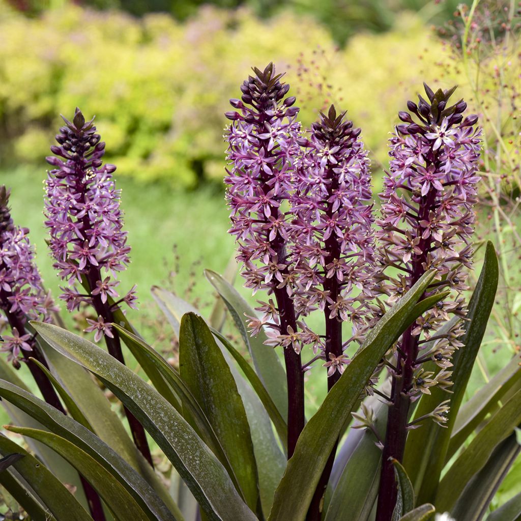 Eucomis Purple Reign - Giglio di ananas