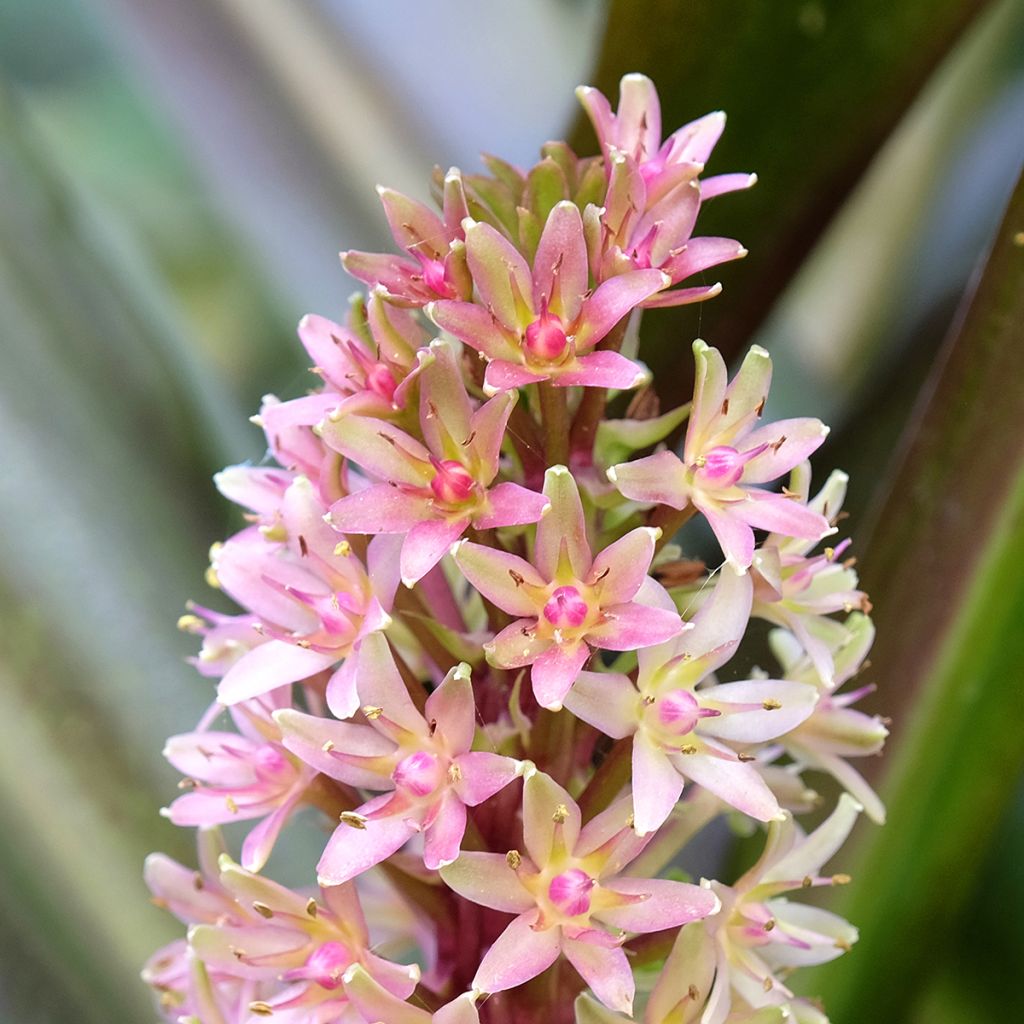 Eucomis comosa Sparkling Burgundy - Giglio di ananas