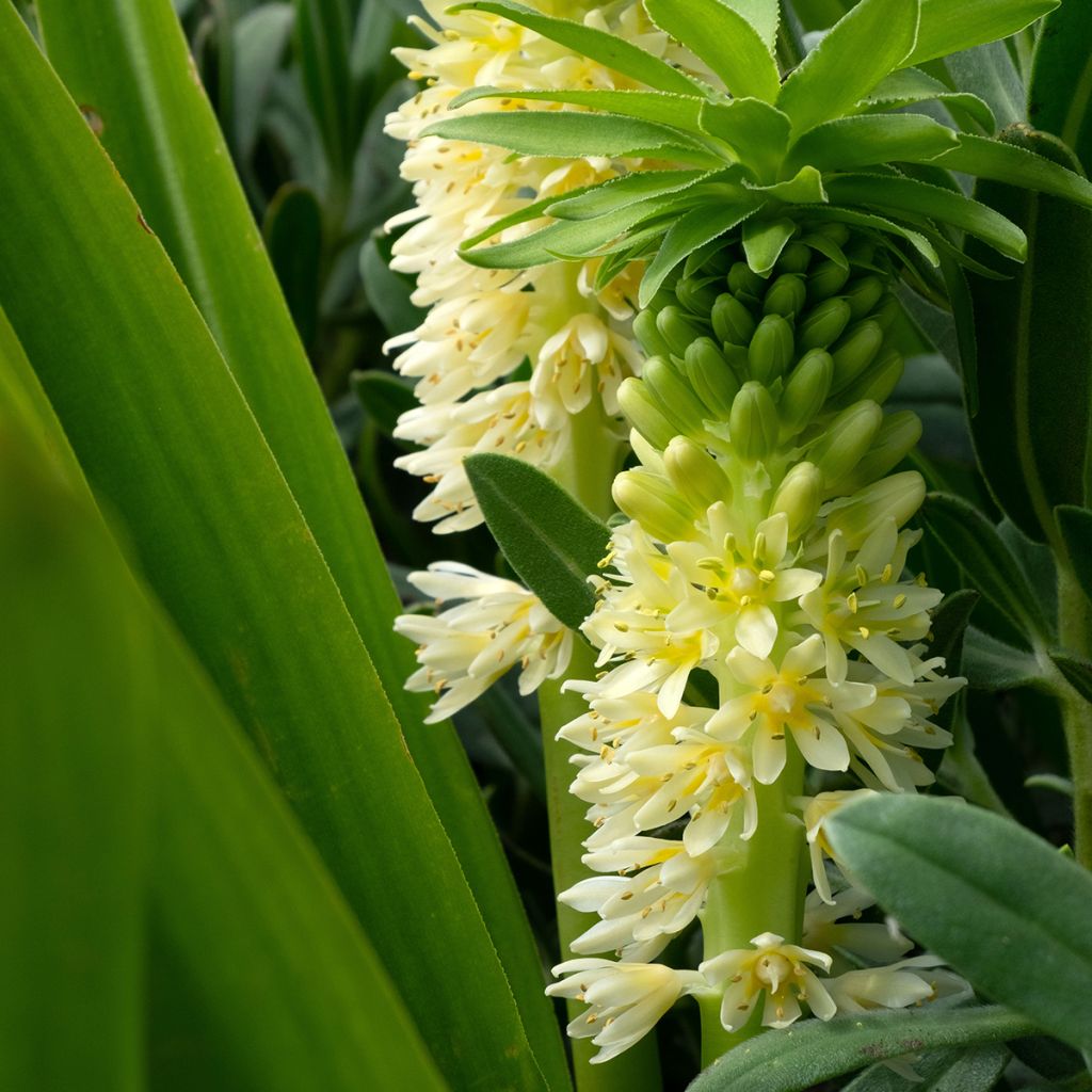 Eucomis comosa Tugela Jade - Giglio di ananas