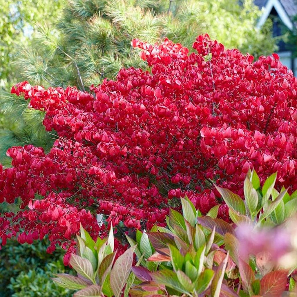 Euonymus alatus Blade Runner - Evonimo alato
