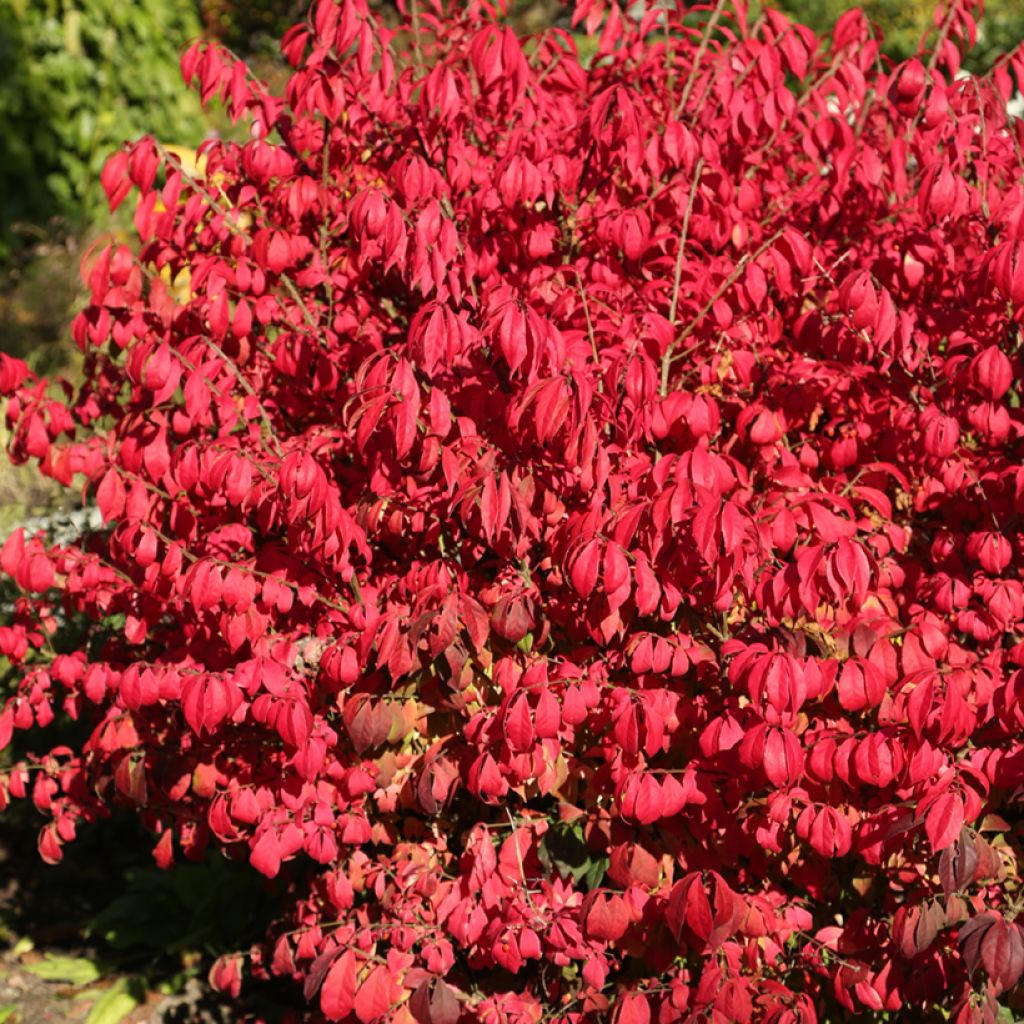 Euonymus alatus Fire Ball - Evonimo alato