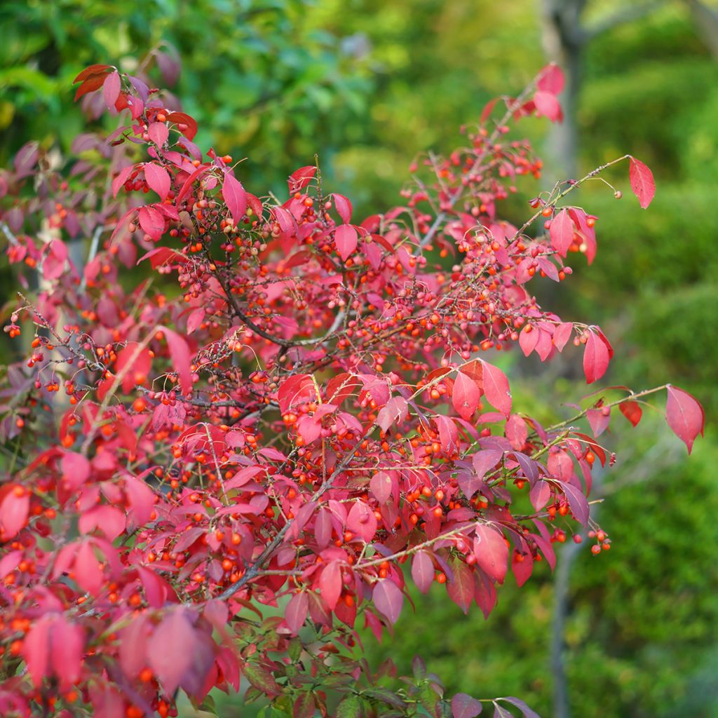 Euonymus alatus - Evonimo alato