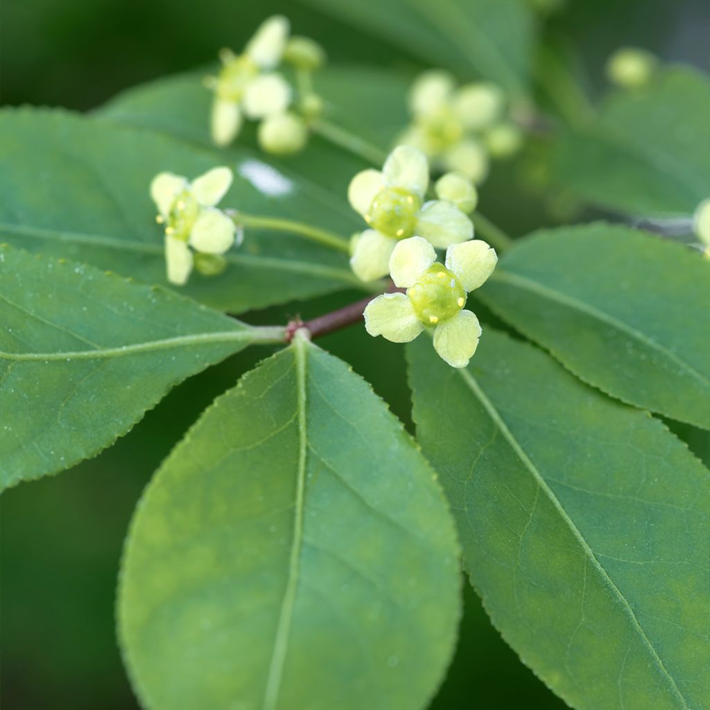 Euonymus alatus - Evonimo alato
