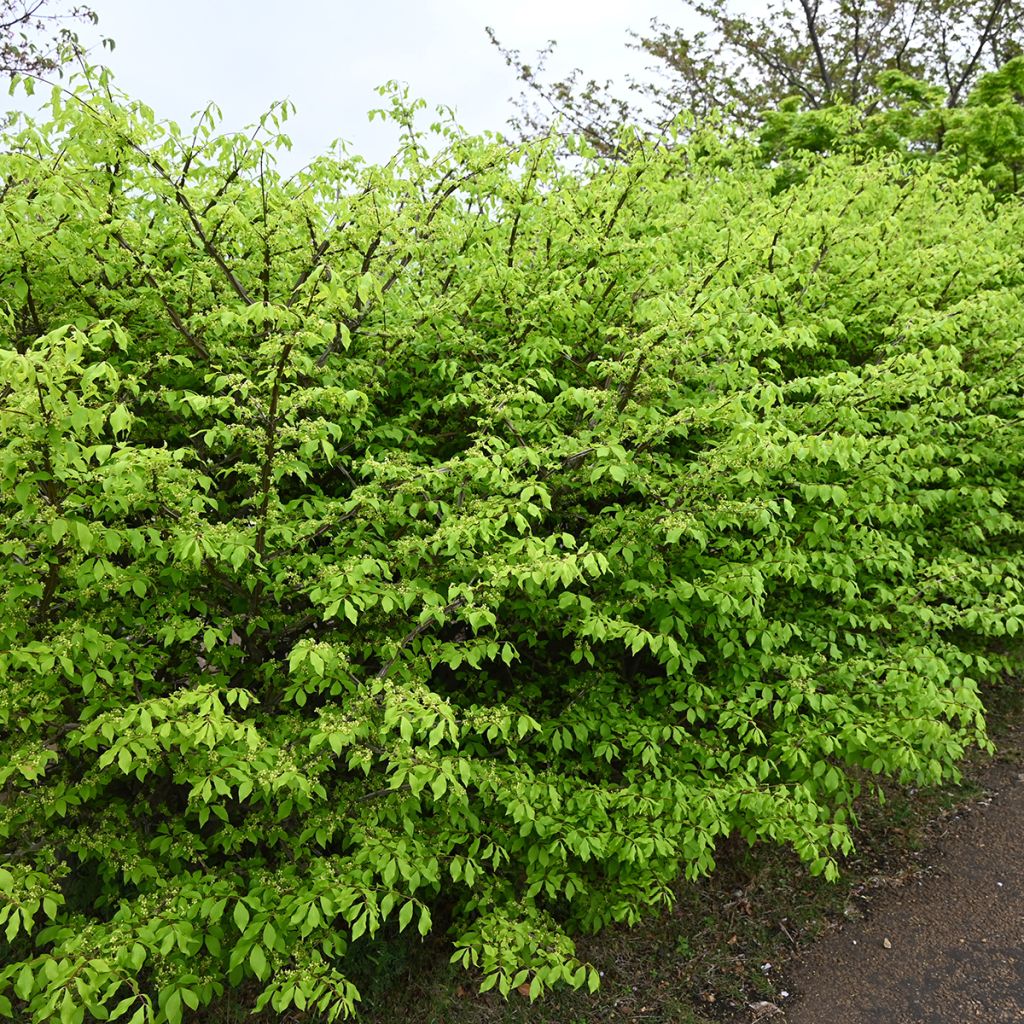 Euonymus alatus - Evonimo alato