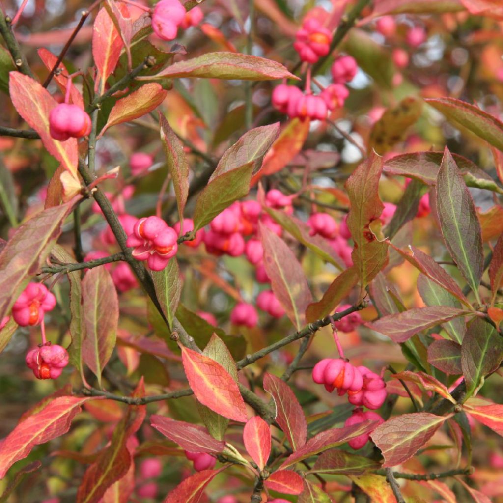 Euonymus europaeus - Fusaria comune