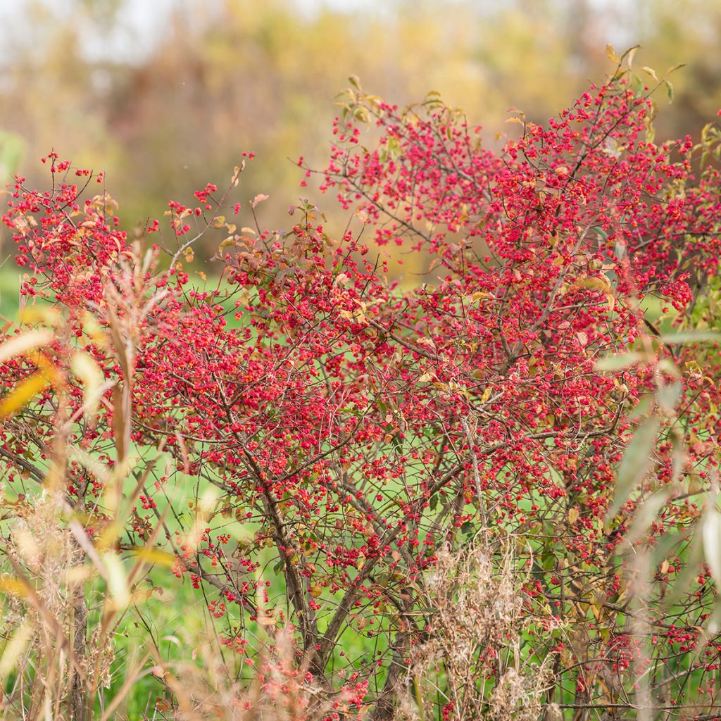Euonymus europaeus - Fusaria comune