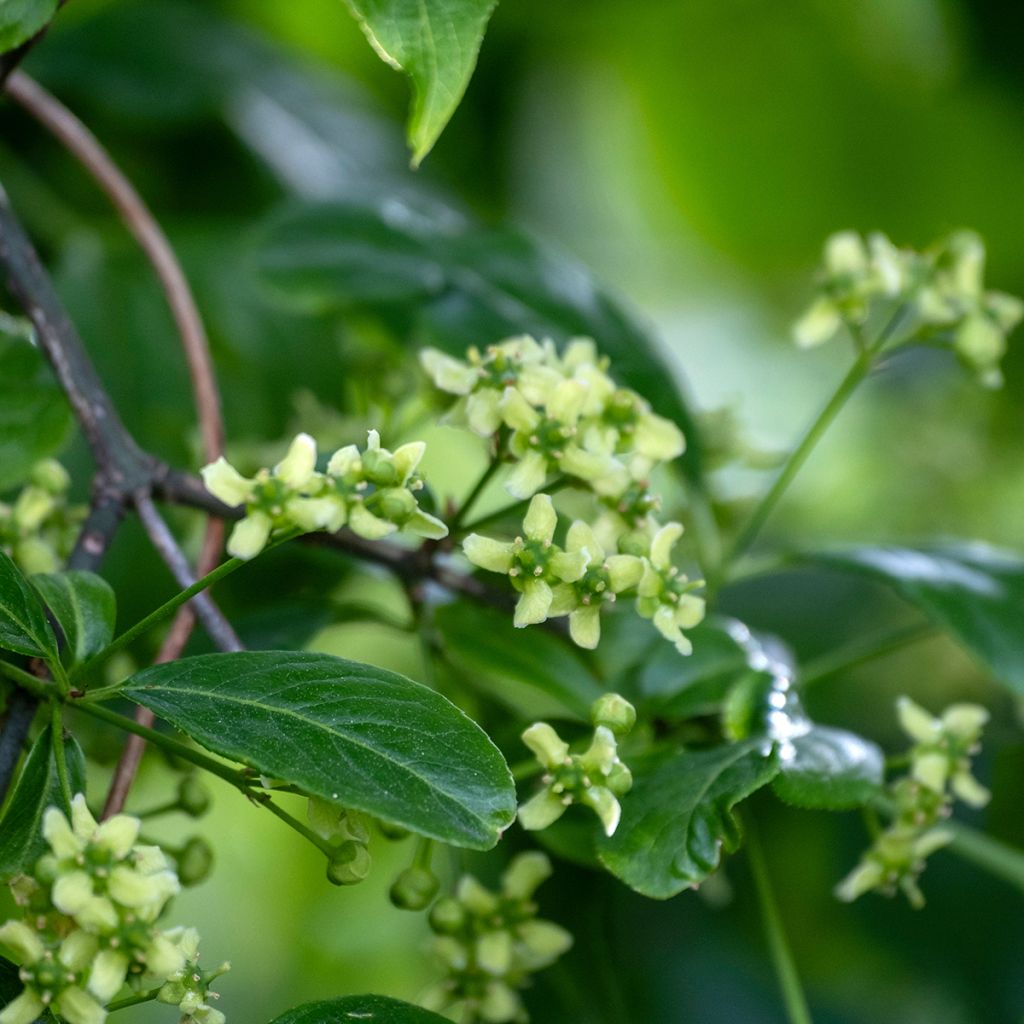 Euonymus europaeus - Fusaria comune