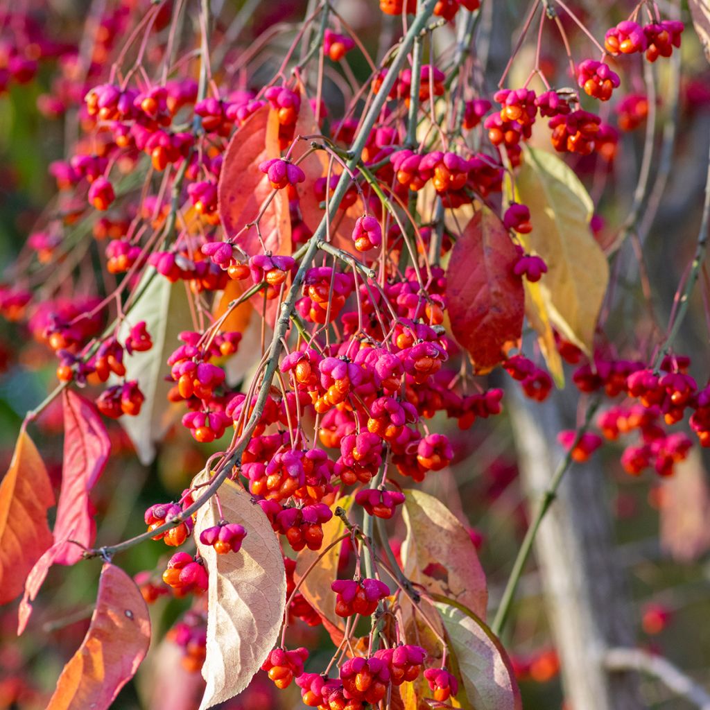Euonymus europaeus - Fusaria comune