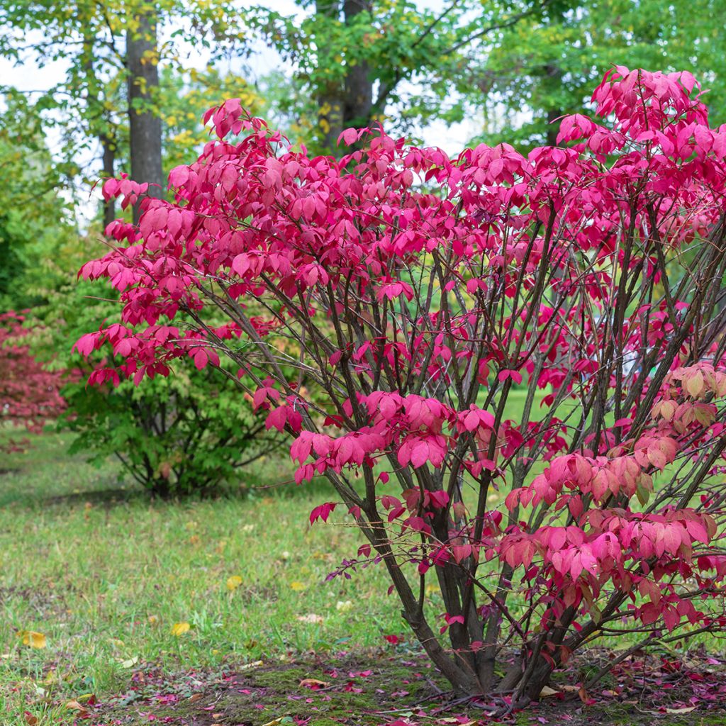 Euonymus europaeus - Fusaria comune