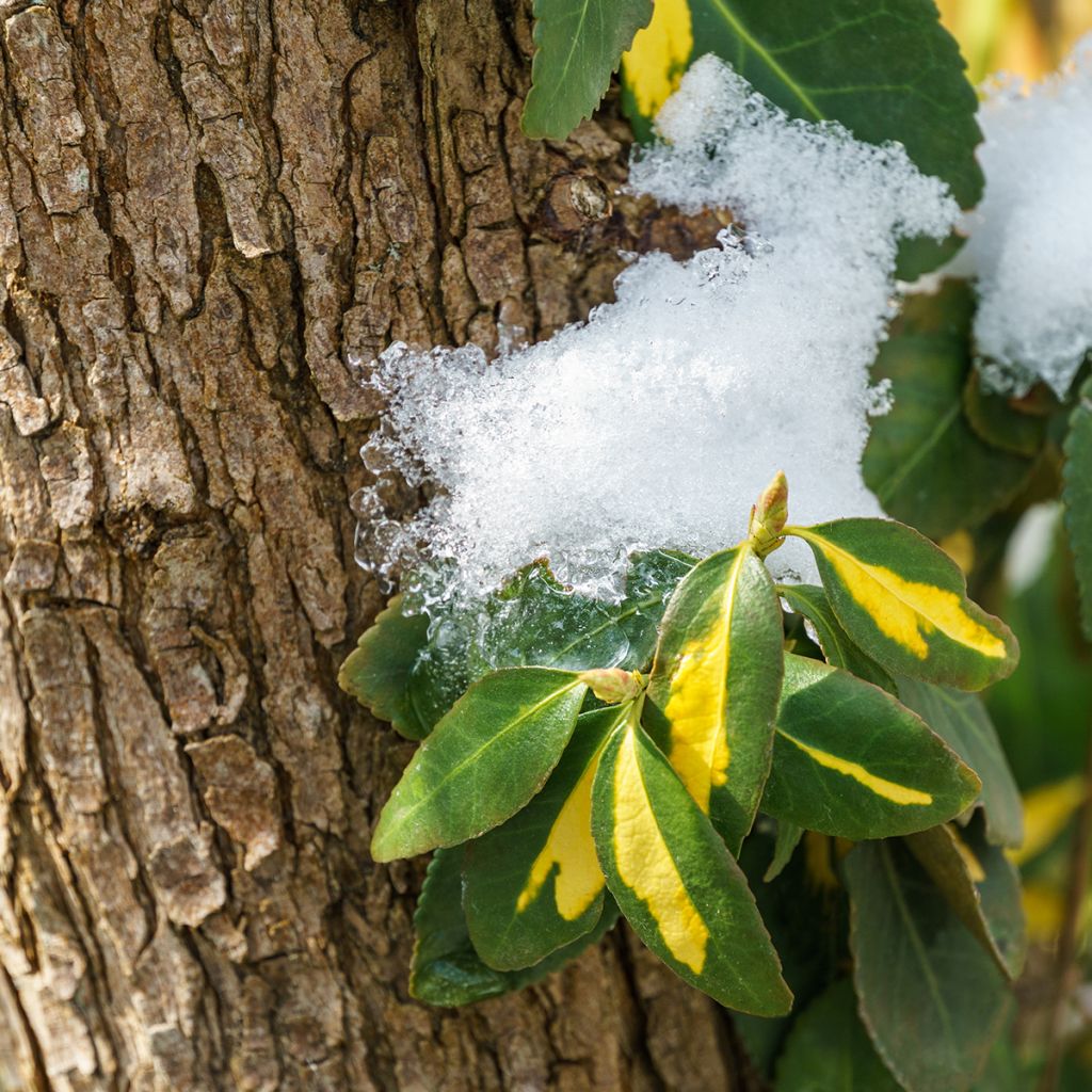 Euonymus fortunei Blondy