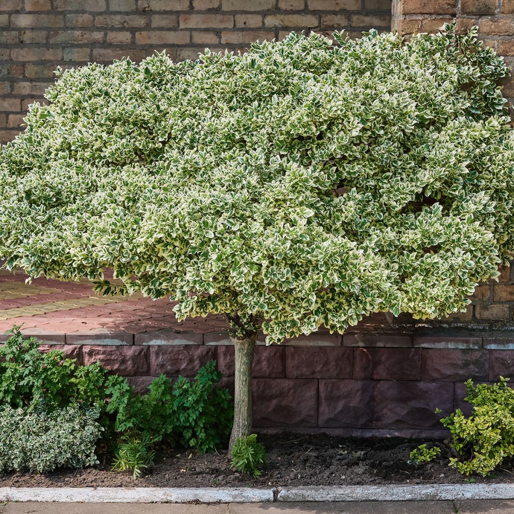 Euonymus fortunei Emerald Gaiety