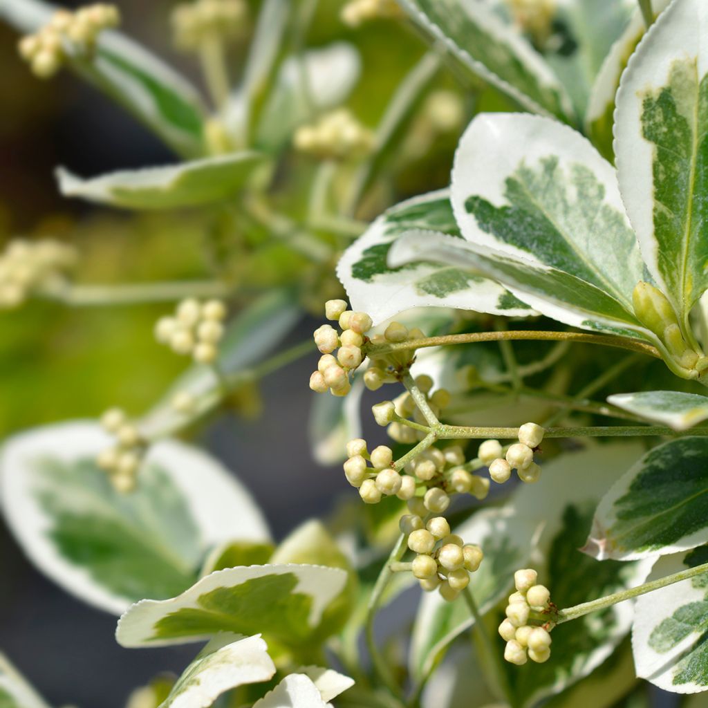 Euonymus fortunei Emerald Gaiety