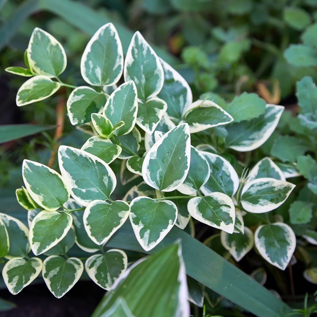 Euonymus fortunei Emerald Gaiety