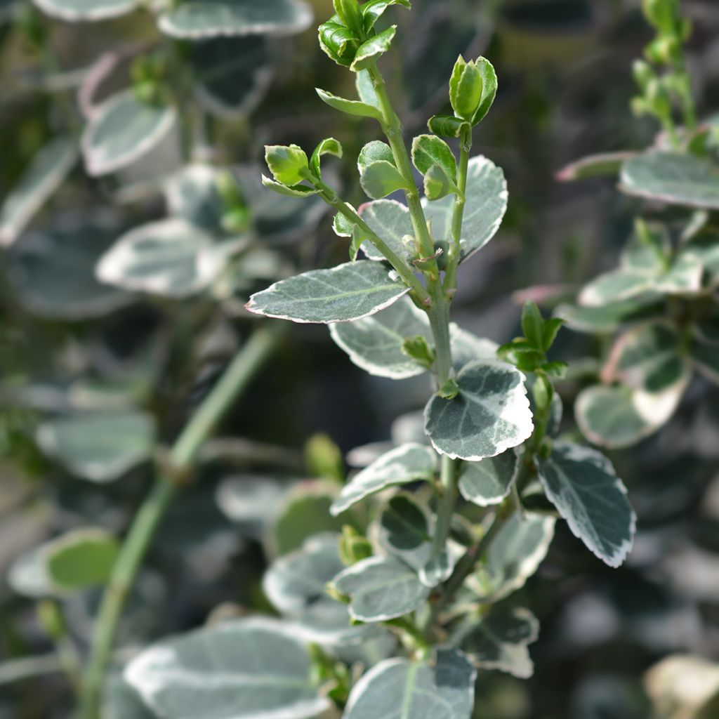 Euonymus fortunei Emerald Gaiety