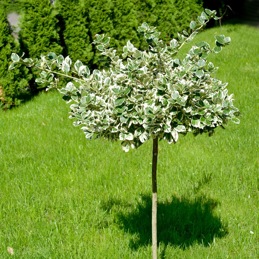 Euonymus fortunei Emerald Gaiety