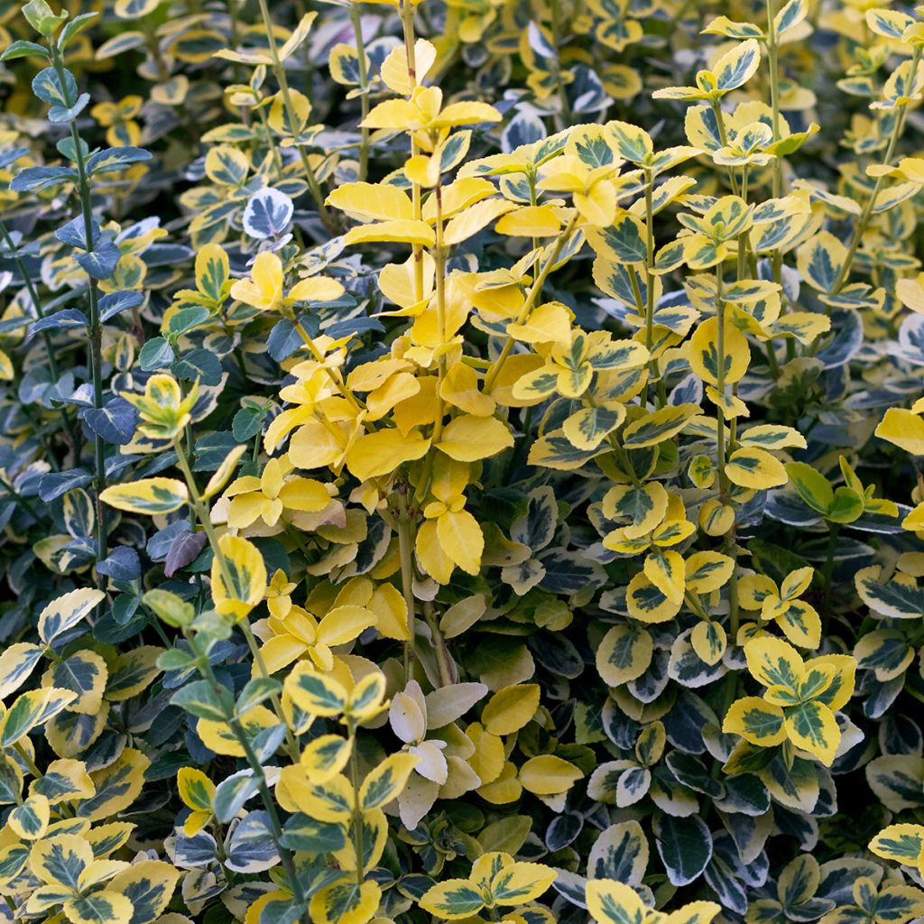 Euonymus fortunei Emerald 'n gold