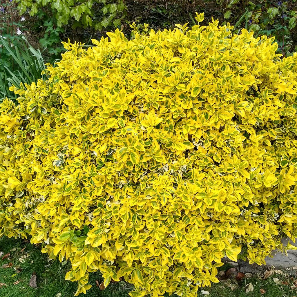 Euonymus fortunei Emerald 'n gold
