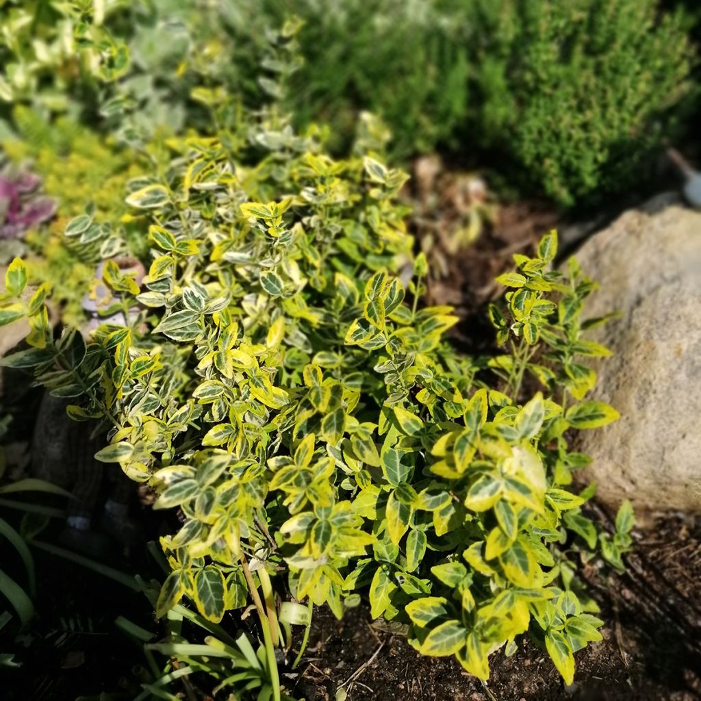Euonymus fortunei Emerald 'n gold