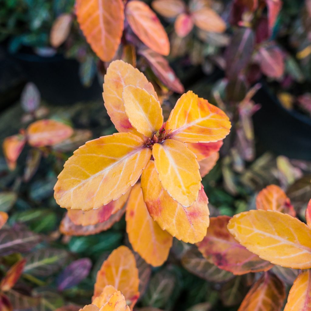 Euonymus fortunei Goldy