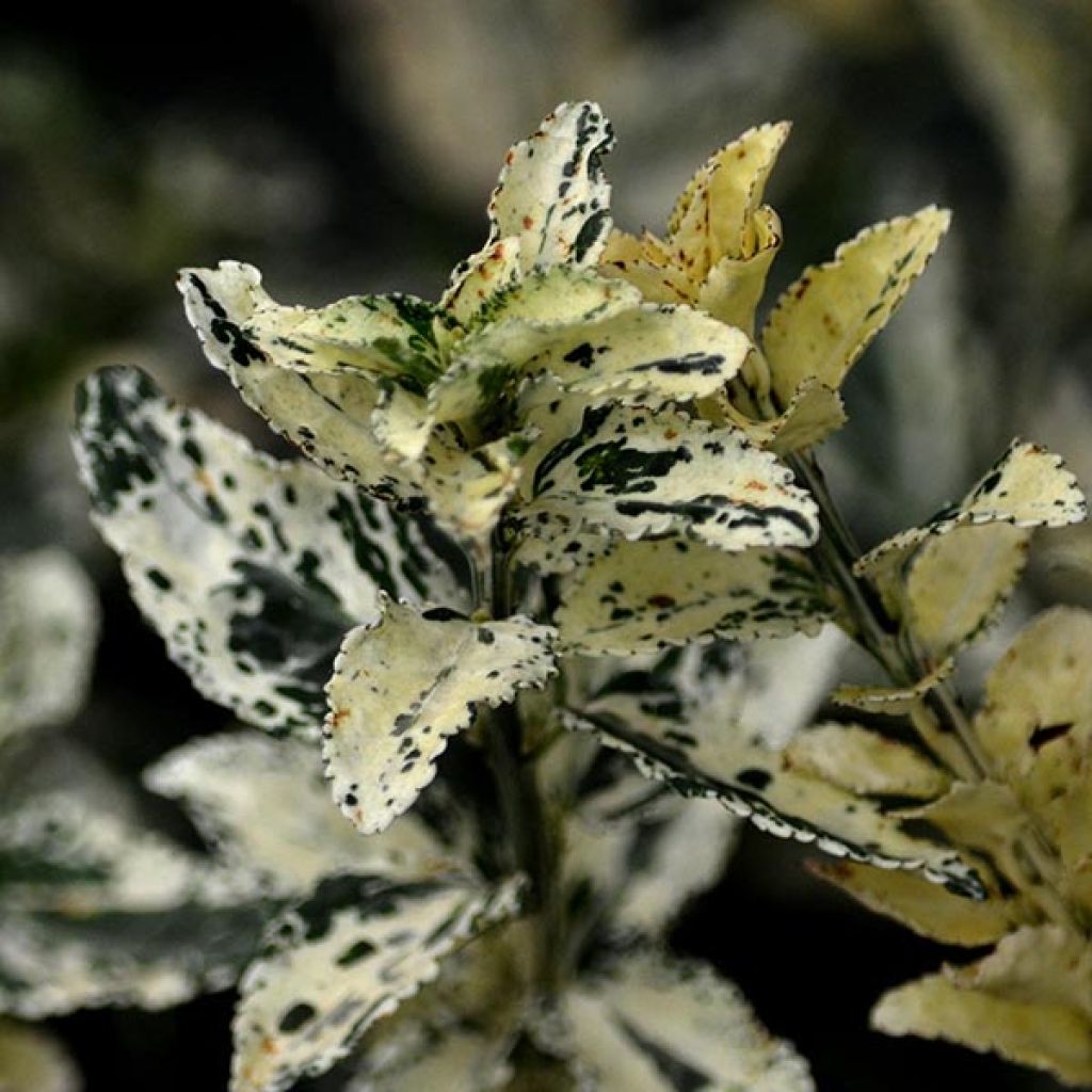 Euonymus fortunei Harlequin