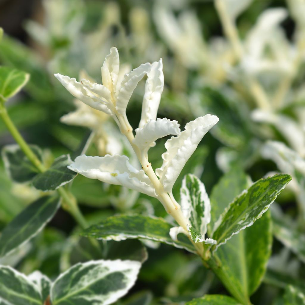 Euonymus fortunei Harlequin