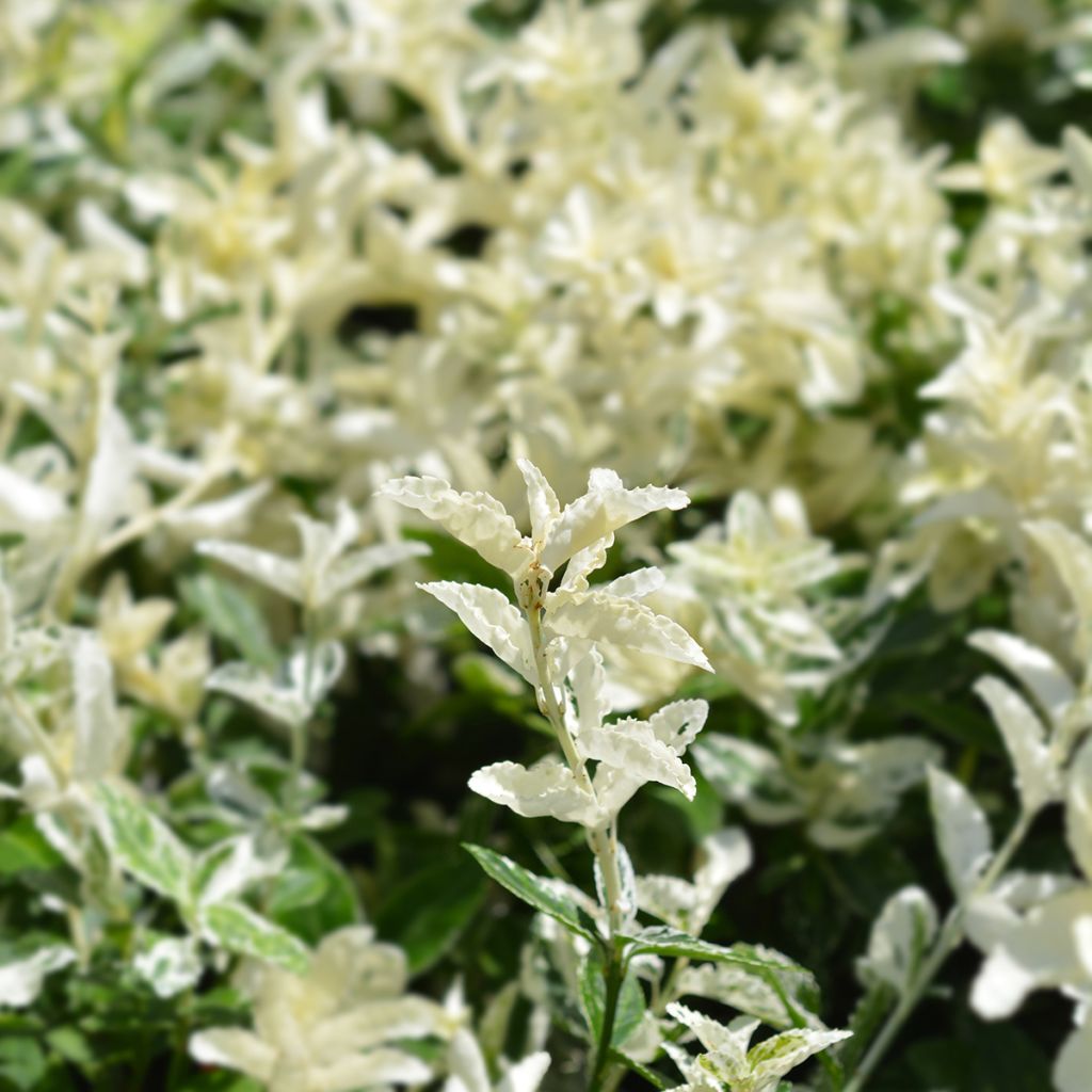 Euonymus fortunei Harlequin