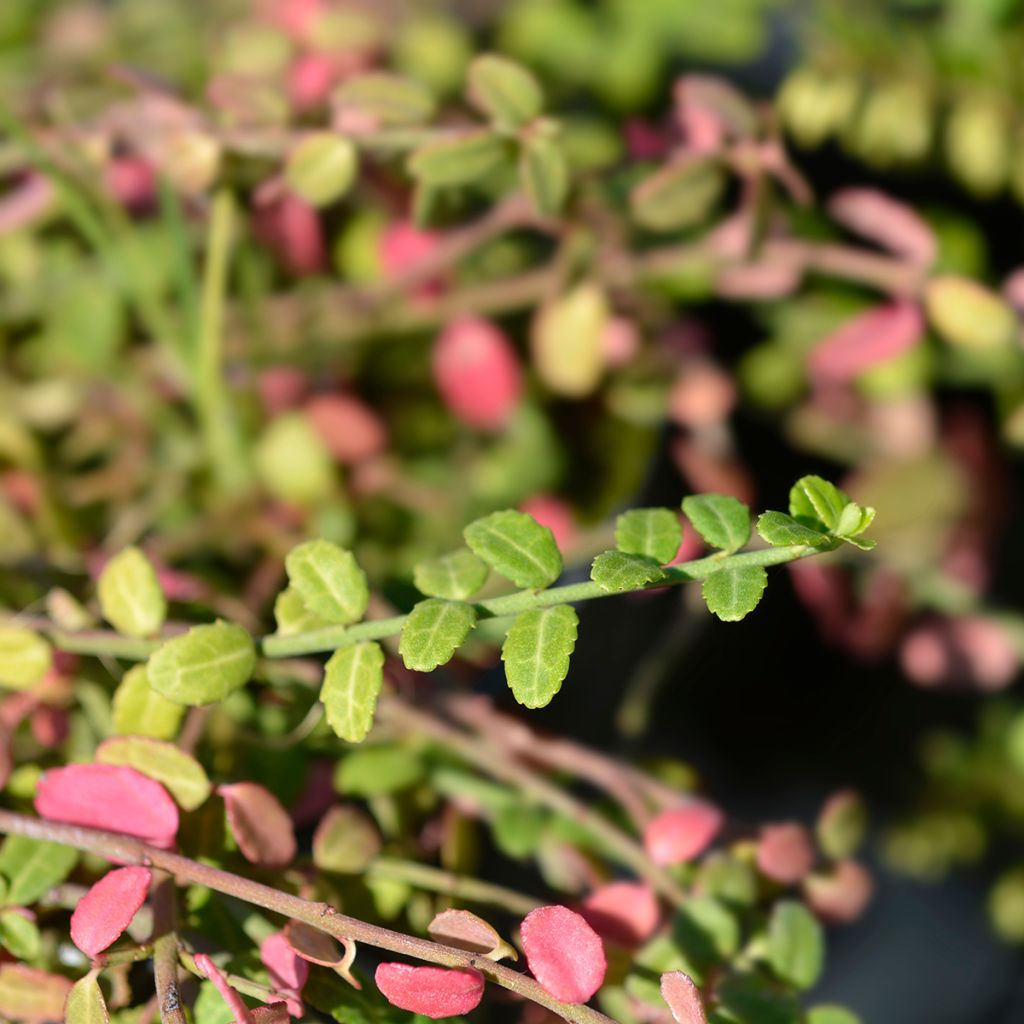 Euonymus fortunei Minimus