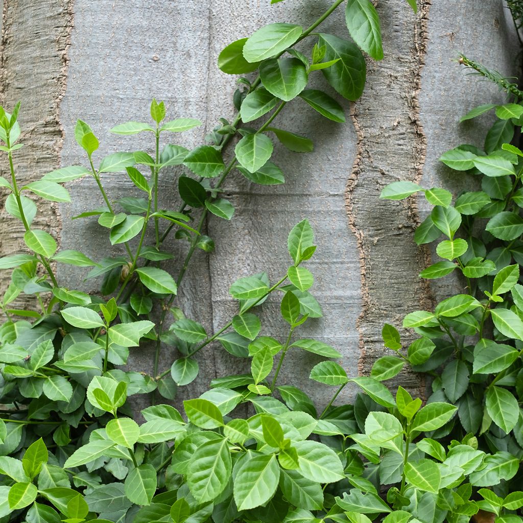 Euonymus fortunei Radicans