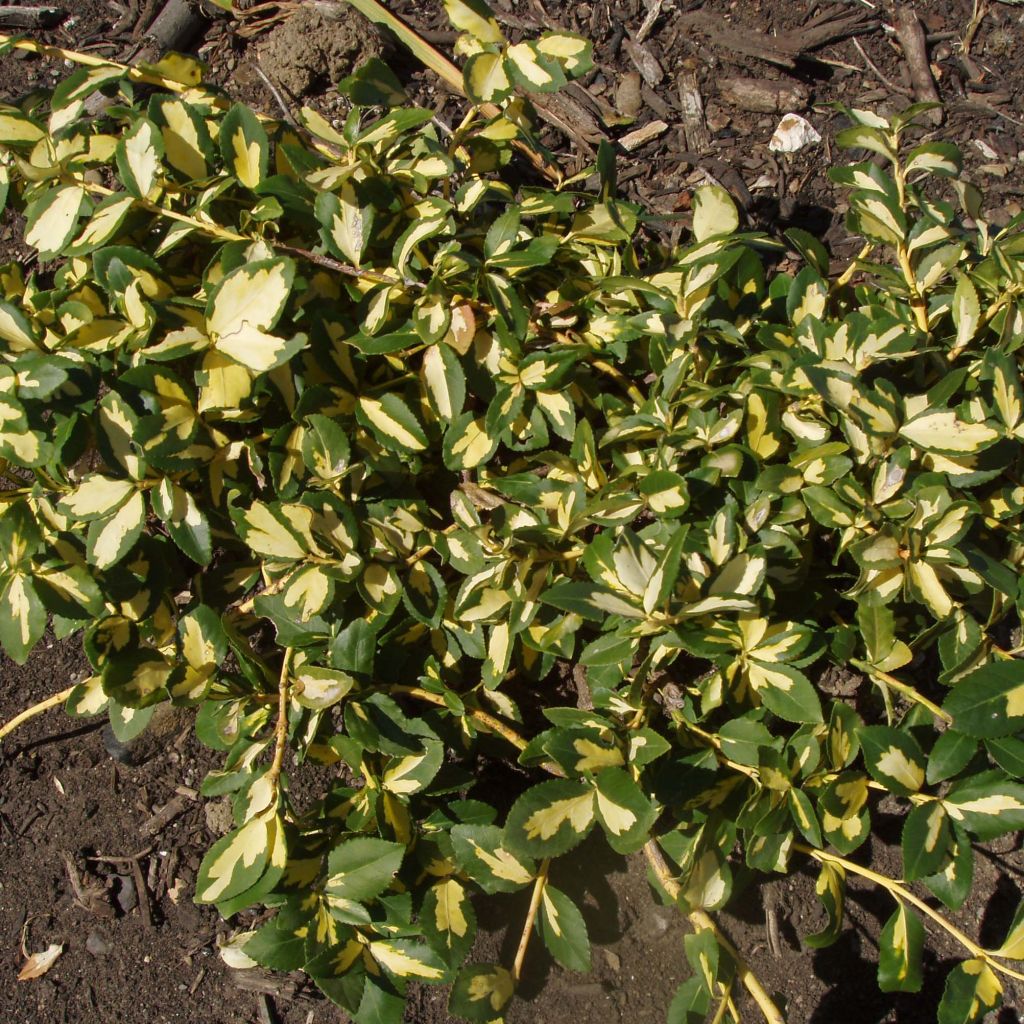 Euonymus fortunei Sunspot - Fusain persistant panaché.