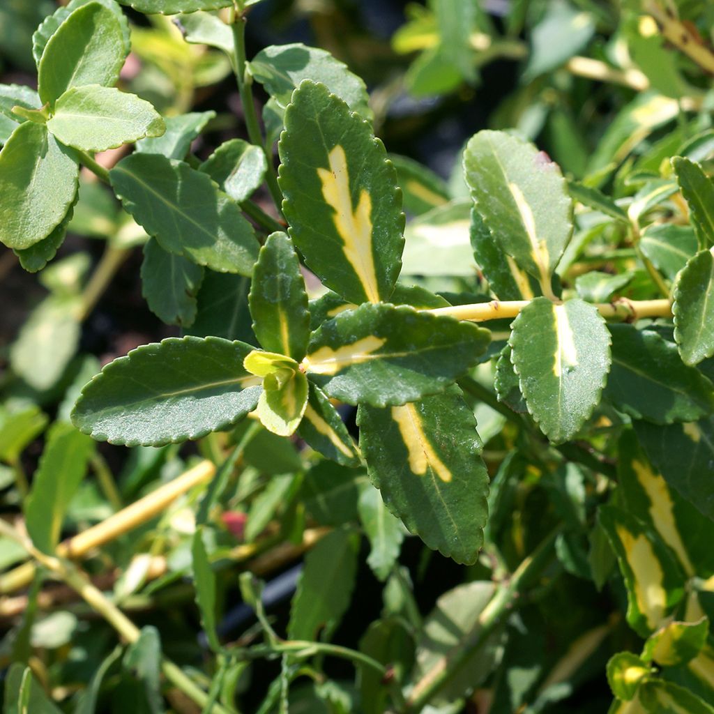 Euonymus fortunei Sunspot