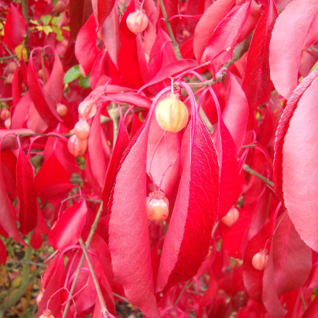 Euonymus grandiflorus Red Wine - Fusain