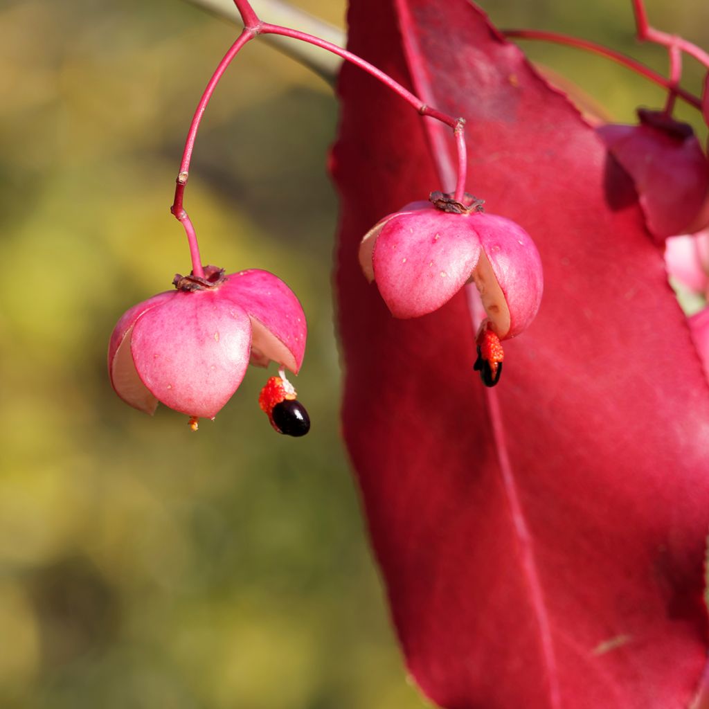 Euonymus grandiflorus Red Wine
